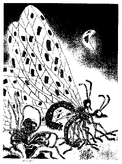 Die Eintagsfliege  bei Lulu