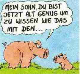 Schwein_1   bei Lulu