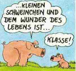 Schwein_2   bei Lulu